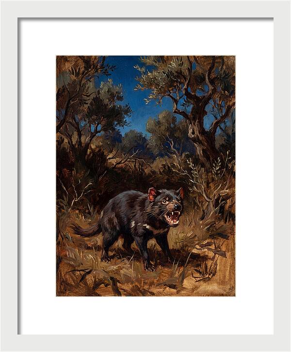 Tasmanian Devil In The Wild