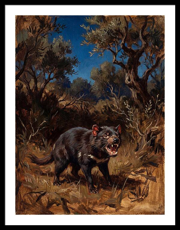 Tasmanian Devil In The Wild