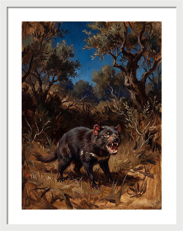 Tasmanian Devil In The Wild
