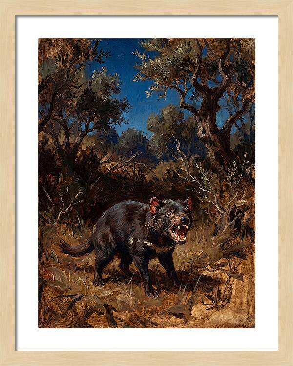 Tasmanian Devil In The Wild