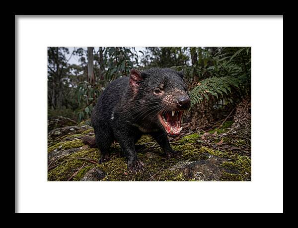 Tasmanian Devil Snarling
