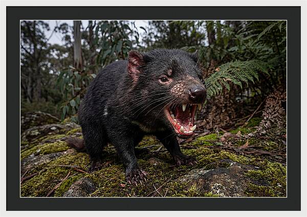 Tasmanian Devil Snarling