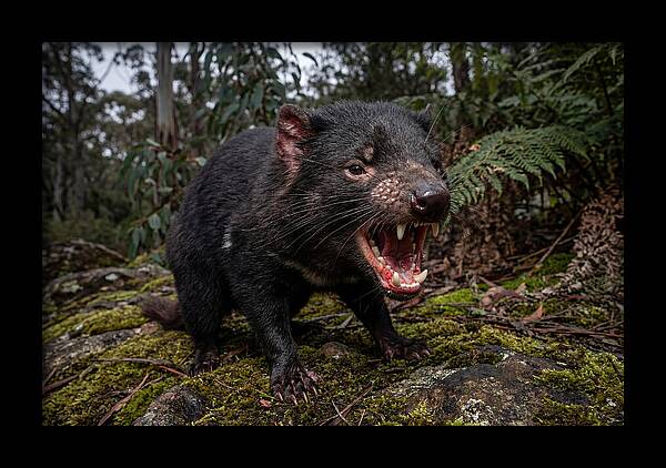 Tasmanian Devil Snarling