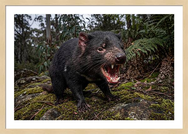 Tasmanian Devil Snarling