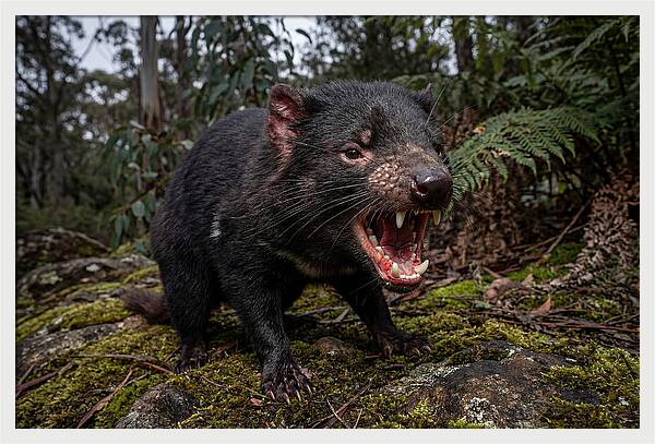 Tasmanian Devil Snarling