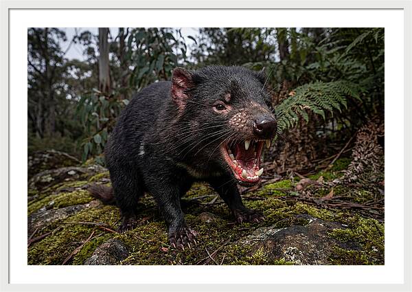 Tasmanian Devil Snarling