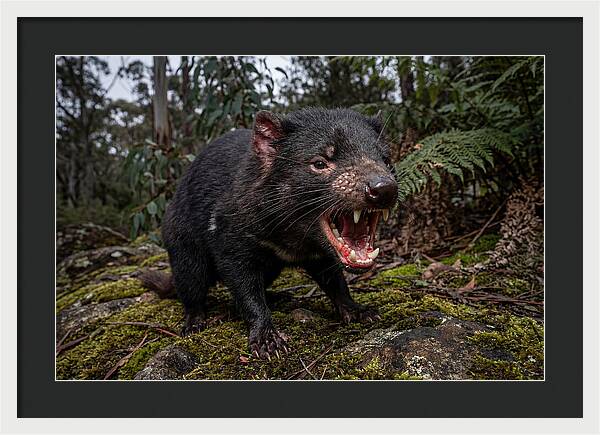 Tasmanian Devil Snarling