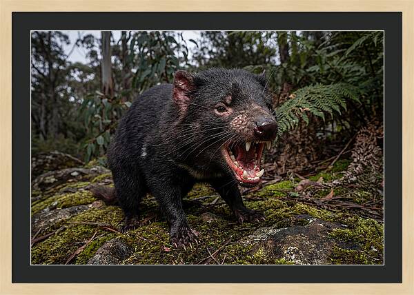 Tasmanian Devil Snarling