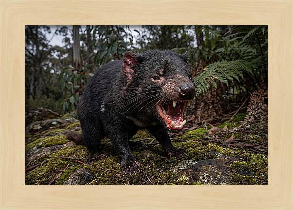 Tasmanian Devil Snarling