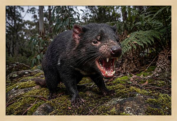 Tasmanian Devil Snarling