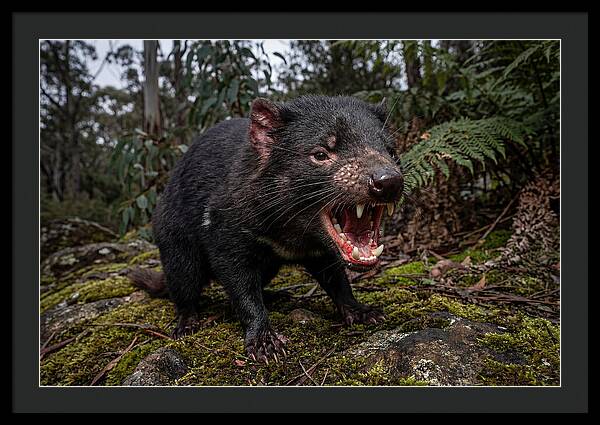 Tasmanian Devil Snarling
