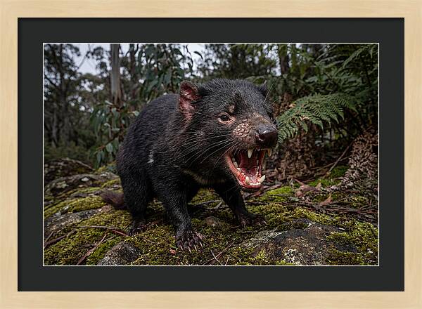 Tasmanian Devil Snarling