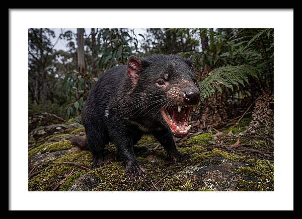 Tasmanian Devil Snarling