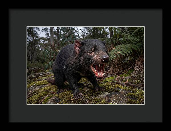 Tasmanian Devil Snarling