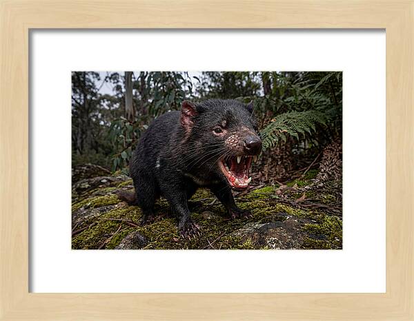 Tasmanian Devil Snarling