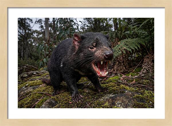 Tasmanian Devil Snarling