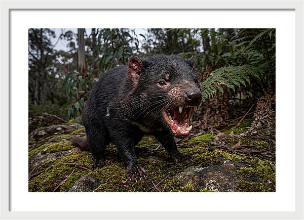Tasmanian Devil Snarling