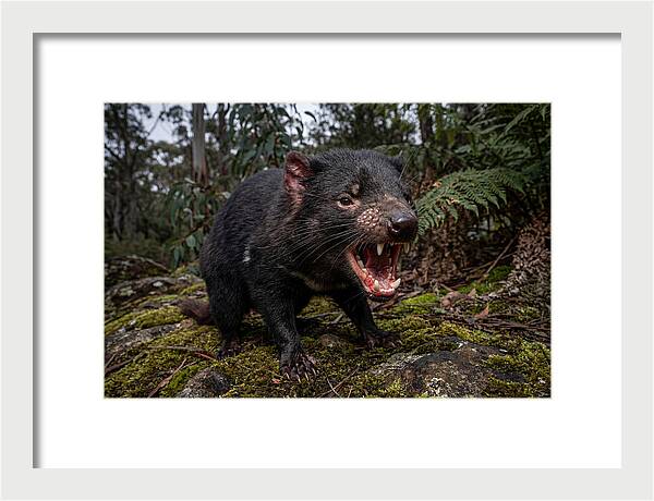 Tasmanian Devil Snarling