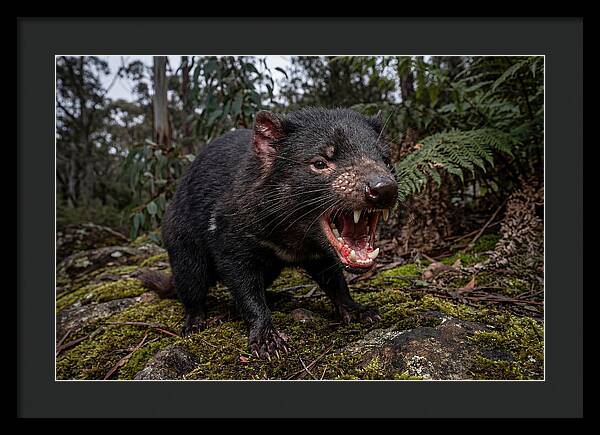 Tasmanian Devil Snarling