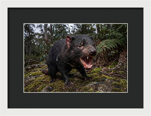 Tasmanian Devil Snarling