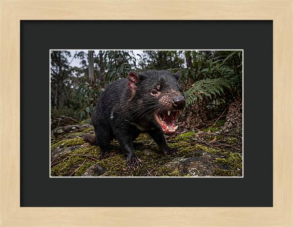 Tasmanian Devil Snarling