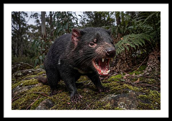 Tasmanian Devil Snarling