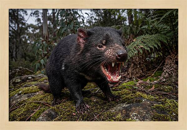 Tasmanian Devil Snarling