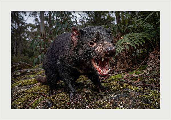 Tasmanian Devil Snarling