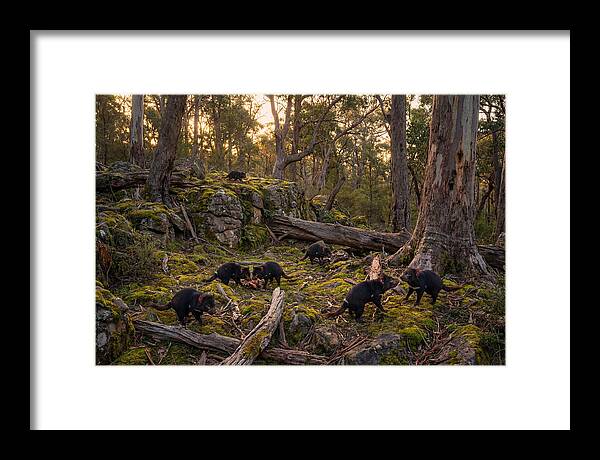Tasmanian Devils In Their Habitat