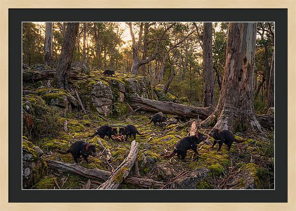Tasmanian Devils In Their Habitat
