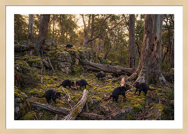 Tasmanian Devils In Their Habitat
