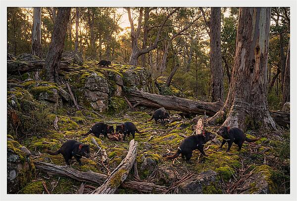 Tasmanian Devils In Their Habitat