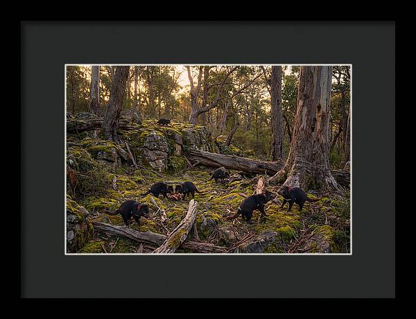 Tasmanian Devils In Their Habitat