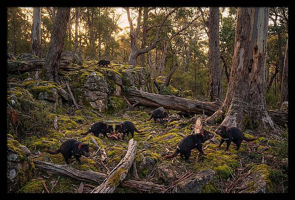 Tasmanian Devils In Their Habitat