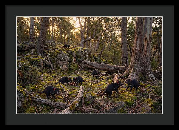 Tasmanian Devils In Their Habitat
