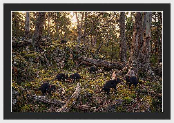 Tasmanian Devils In Their Habitat