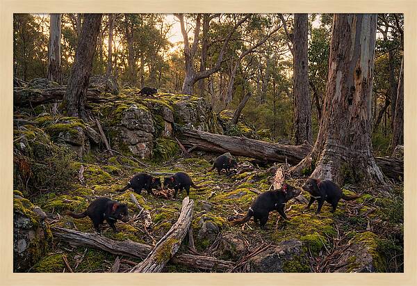 Tasmanian Devils In Their Habitat