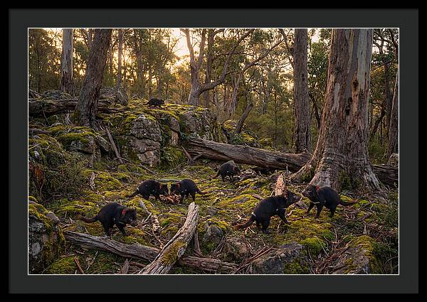 Tasmanian Devils In Their Habitat
