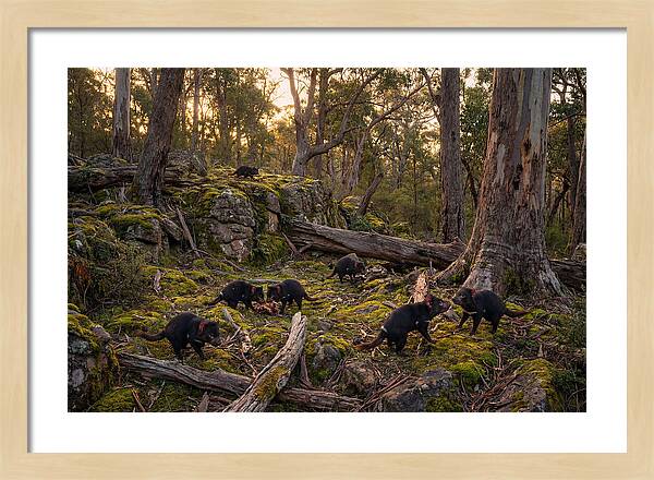 Tasmanian Devils In Their Habitat