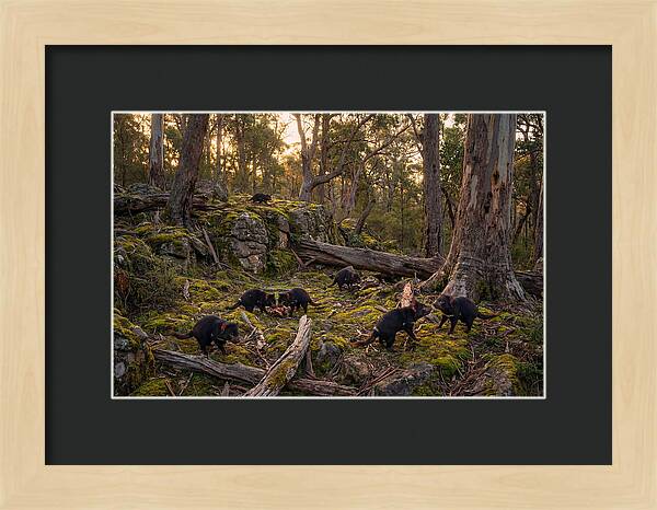 Tasmanian Devils In Their Habitat