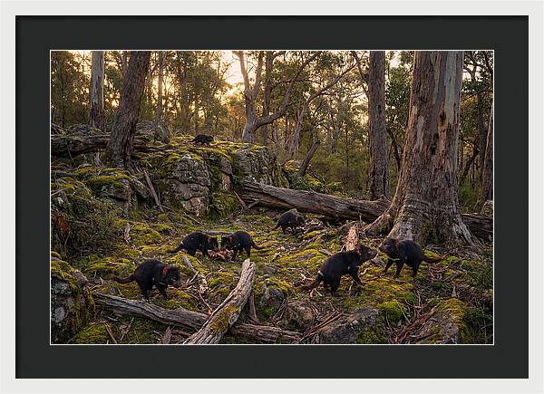 Tasmanian Devils In Their Habitat