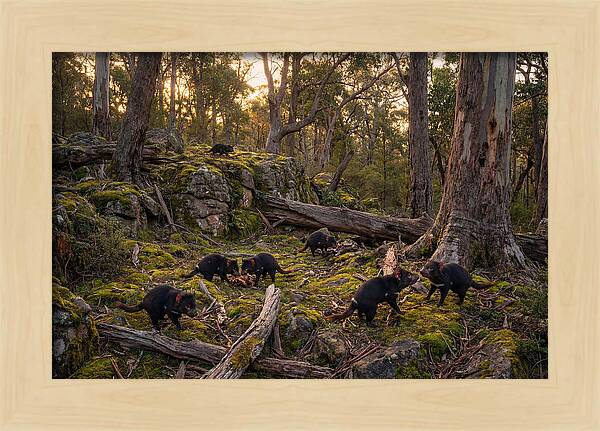 Tasmanian Devils In Their Habitat