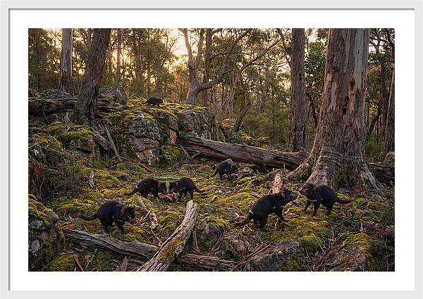 Tasmanian Devils In Their Habitat