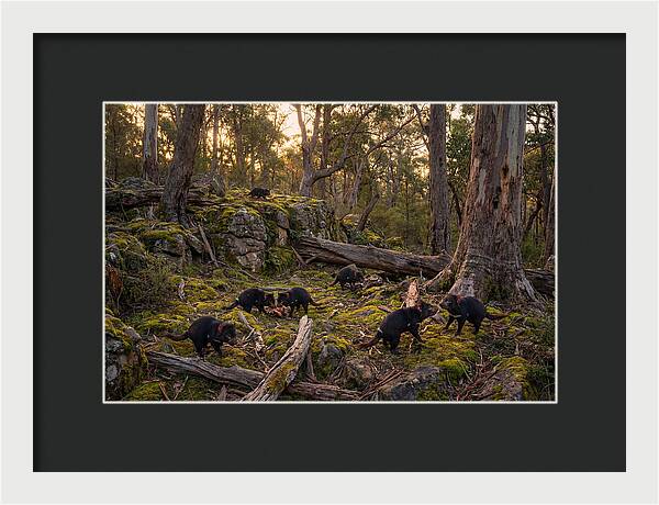 Tasmanian Devils In Their Habitat