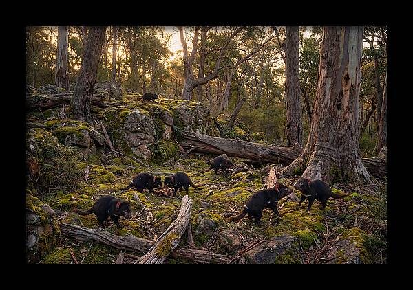 Tasmanian Devils In Their Habitat