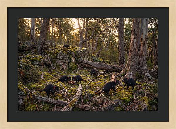 Tasmanian Devils In Their Habitat