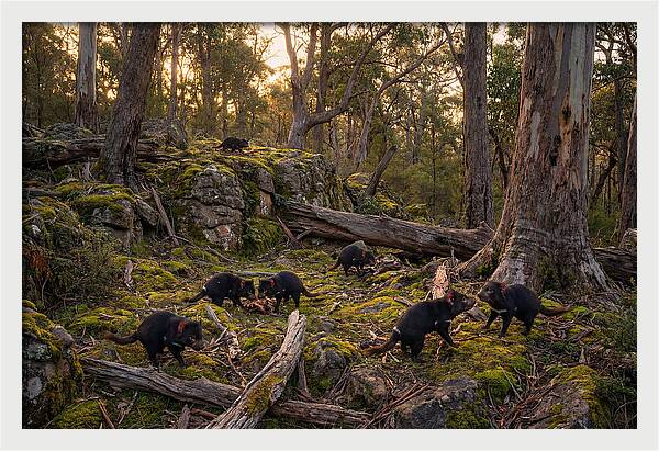 Tasmanian Devils In Their Habitat