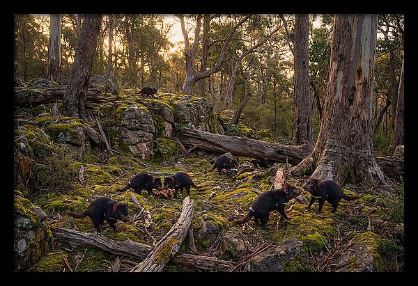 Tasmanian Devils In Their Habitat