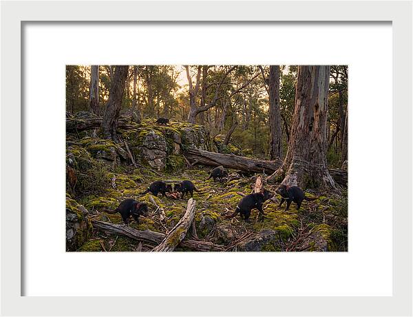 Tasmanian Devils In Their Habitat