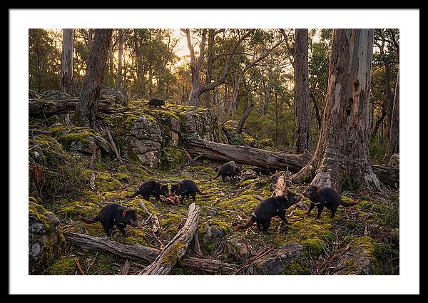 Tasmanian Devils In Their Habitat